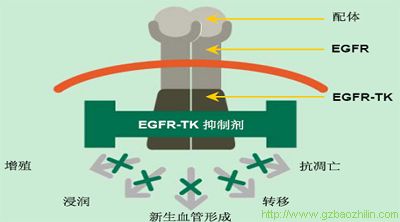 EGFR�������İ�������